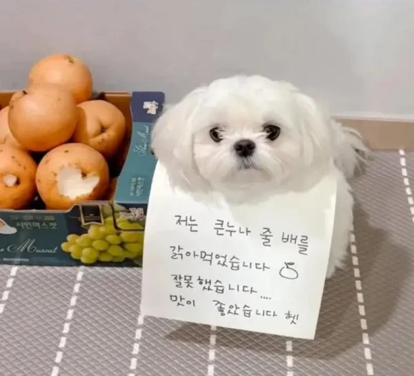 저는 큰 누나의 배를 갉아 먹었습니다.webp